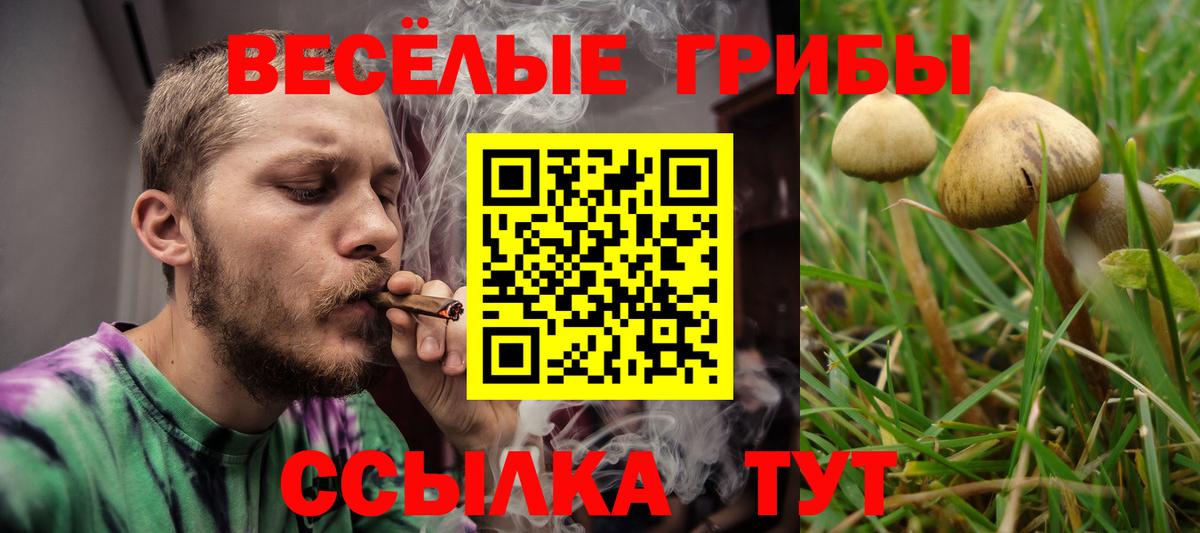 Галлюциногенные грибы Psilocybine cubensis Шебекино